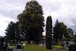 Vzrostlé stromy na frenštátském hřbitově mohou způsobovat potíže. Jejich kořeny mohou prorůstat do hrobů. 
