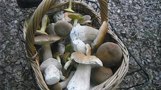 Houbaři varují před jedovatými druhy hub - Hodonínský deník