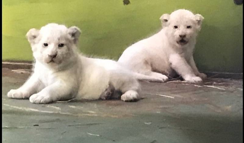 Snímek s názvem "Koťátka ". Pokud chcete dát fotografii svůj hlas, můžete tak učinit na Facebooku Zoo Hodonín.