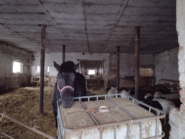 Areál s bývalým vepřínem a kravínem u Kněždubu ve středu dopoledne, zdejší chov čeká brzy kontrola krajské veterinární správy.