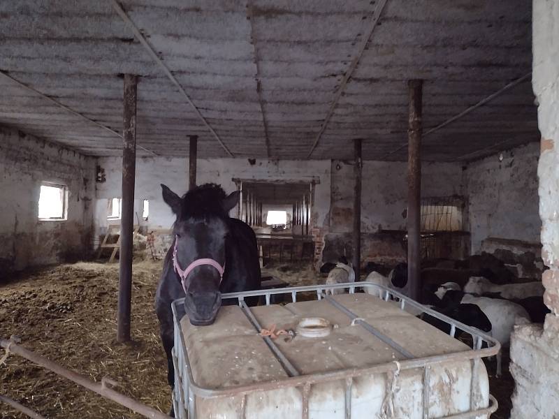 Areál s bývalým vepřínem a kravínem u Kněždubu ve středu dopoledne, zdejší chov čeká brzy kontrola krajské veterinární správy