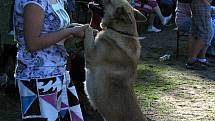 Psí soutěž Happy Dog Day 2011 v Bzenci.