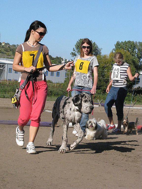 Psí soutěž Happy Dog Day 2011 v Bzenci.