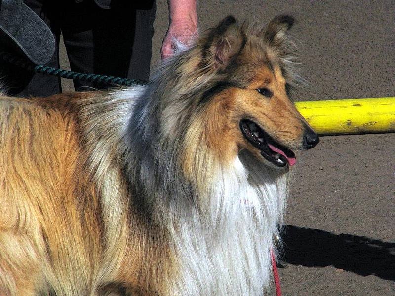 Psí soutěž Happy Dog Day 2011 v Bzenci.