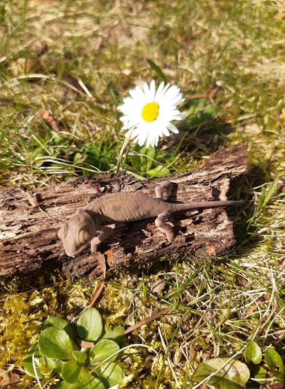 Mláďata chameleona jemenského v hodonínské zoologické zahradě.