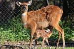 Mládě sitatungy západoafrické ve výběhu hodonínské zoologické zahrady.