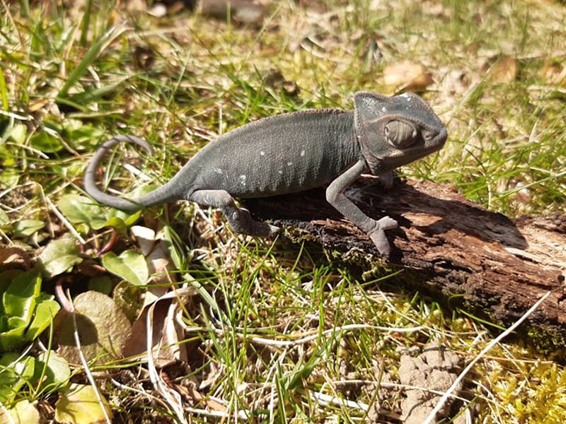 Mláďata chameleona jemenského v hodonínské zoologické zahradě.