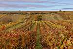 Barvy podzimu zbarvily vinohrad na Hodonínsku. Sledujte tu nádheru