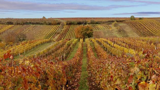 Barvy podzimu zbarvily vinohrad na Hodonínsku. Sledujte tu nádheru