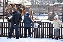 Návštěvníci a velbloud dvouhrbý v Zoo Hodonín.