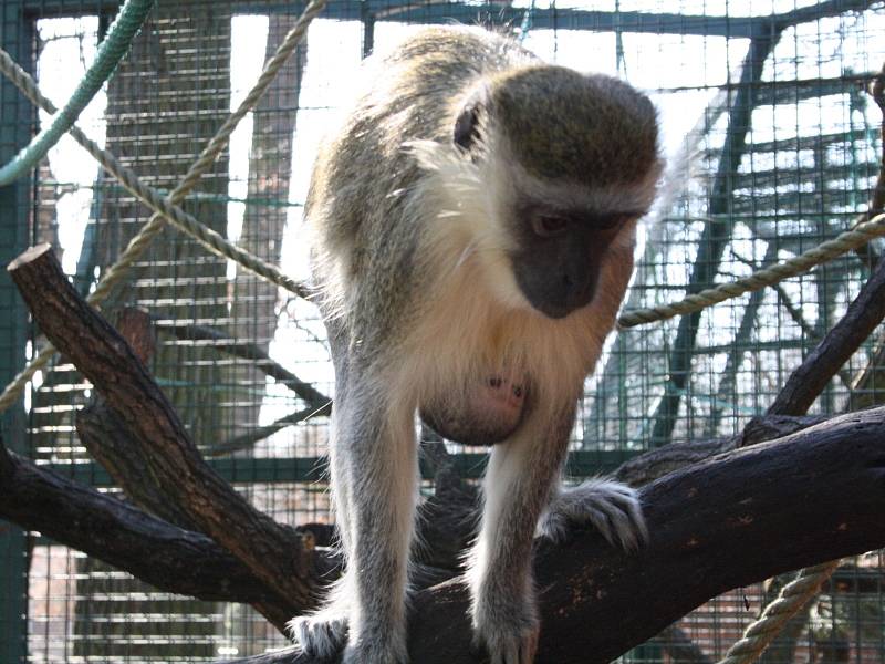 Kočkodani v hodonínské zoo.