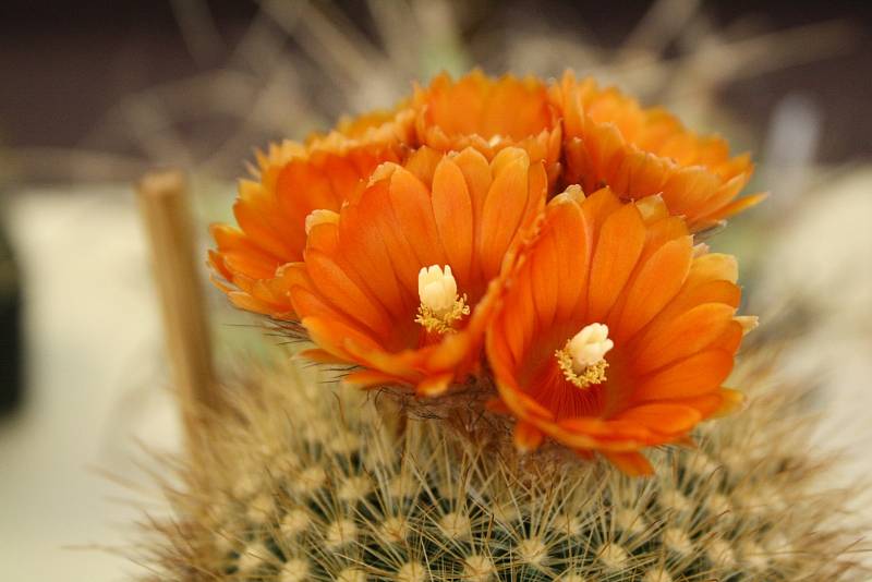 Hodonínští kaktusáři vystavují. Na letošní výstavě kaktusů a sukulentů představili na osm set exemplářů.