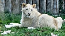 Téměř tři tisíce lidí zavítalo do hodonínské zoo na slavnostní uvítání bílých lvů jihoafrických v pavilonu velkých koček.