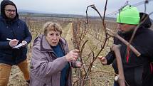 Odborná komise v akci. Mistrovství ČR v řezu révy vinné ve vinicích společnosti Víno Blatel na Hodonínsku.