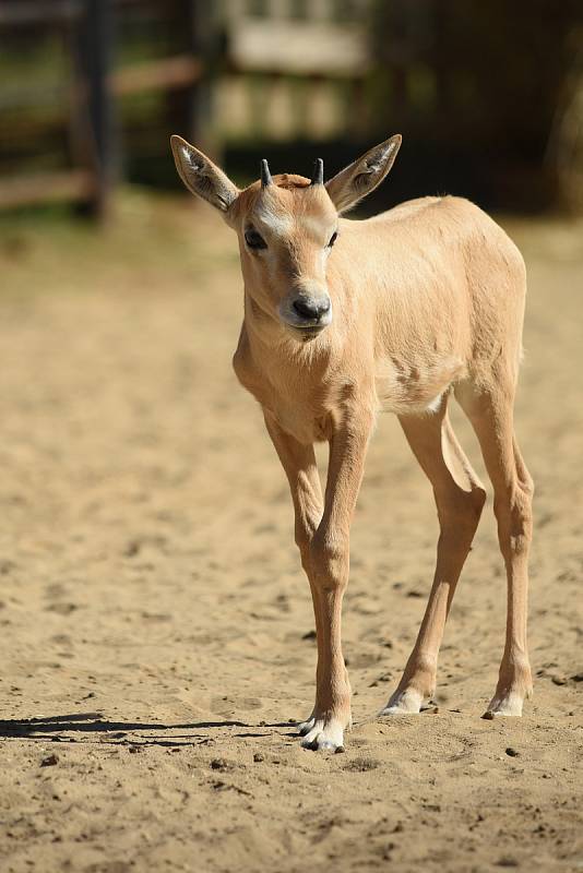 Nové mládě přímorožce arabského v hodonínské zoo.