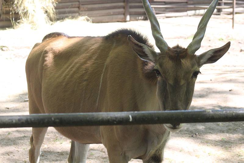 Lidé si mohou po znovuotevření zoologické zahrady prohlédnout zvířata ve venkovních výbězích či voliérách.