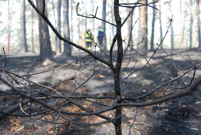 Plameny ohně stromy zcela zničily.