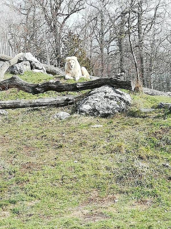 Snímek s názvem "Lví hlídka ". Pokud chcete dát fotografii svůj hlas, můžete tak učinit na Facebooku Zoo Hodonín.