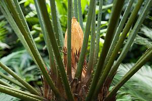 Cycas javana ve skleníku hodonínské nemocnice. 