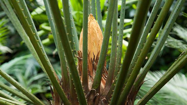 Cycas javana ve skleníku hodonínské nemocnice. 