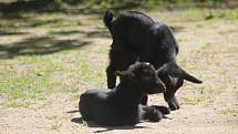 Lidé si mohou po znovuotevření zoologické zahrady prohlédnout zvířata ve venkovních výbězích či voliérách.