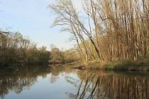 Krásná přírodní scenérie u břehu řeky Moravy.