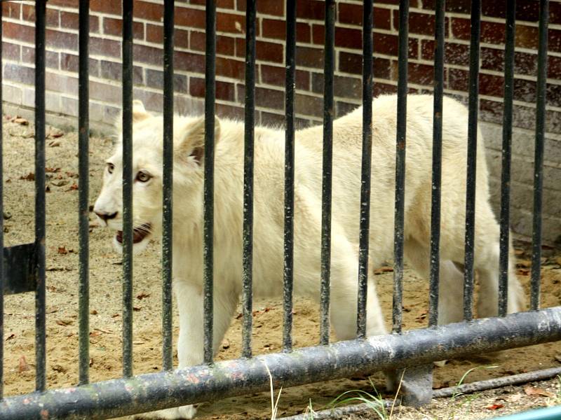 Jihoafrický lev v hodonínské zoo. Ilustrační foto.