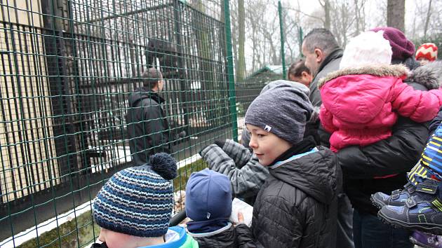 Vánoce slavila i zvířata v hodonínské zoo. Šimpanzi a tygr tam dostali speciální zabalené krmení.