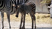 Mládě zebry Chapmannovy se tento týden narodilo v hodonínské zoologické zahradě.