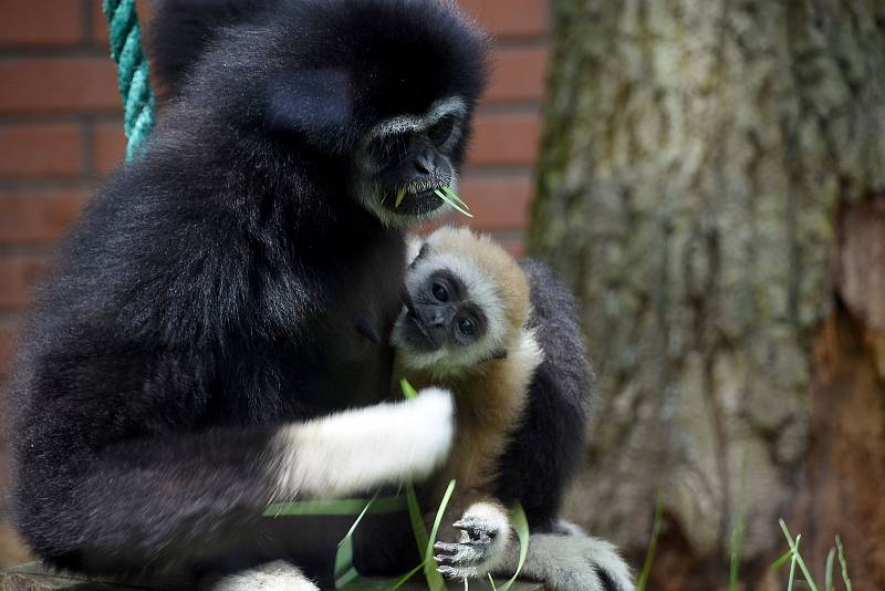 Noví giboni se zabydleli a jsou k vidění ve venkovním i vnitřním výběhu hodonínské zoo.