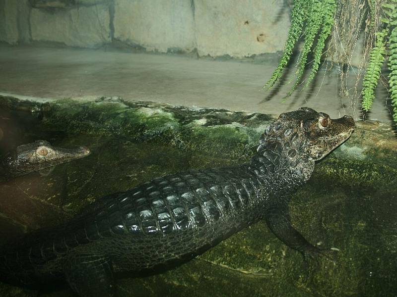 Kajman v hodonínské zoo žije ve společném akvateráriu s dalšími zvířaty