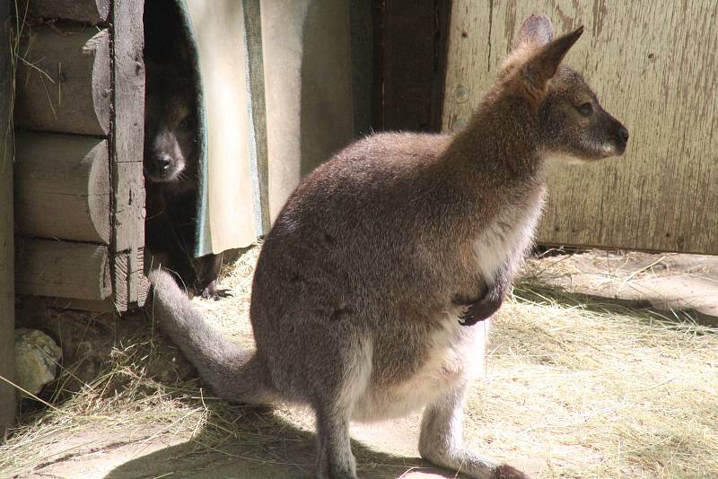 Lidé si mohou po znovuotevření zoologické zahrady prohlédnout zvířata ve venkovních výbězích či voliérách.