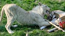 Téměř tři tisíce lidí zavítalo do hodonínské zoo na slavnostní uvítání bílých lvů jihoafrických v pavilonu velkých koček.