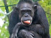 Zoo Hodonín přišlo o nejstarší obyvatelku. Uhynula šimpanzice Zuzana.