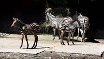 Tři mladé zebry Chapmannovy v hodonínské zoologické zahradě.
