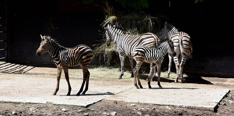 Tři mladé zebry Chapmannovy v hodonínské zoologické zahradě.