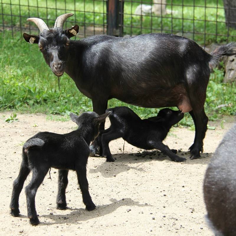 Dvojice malých koz kamerunských jsou prvními mláďaty v hodonínské zoo po tornádu.