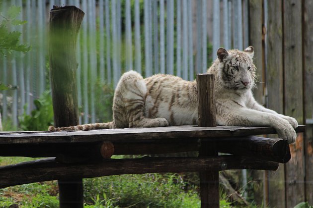Poslední den bílé tygřice Charloty v hodonínské zoologické zahradě.