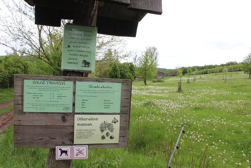 Rozhledna Travičná a výhledy z ní. Počet schodů 177, výška ochozu 34 metrů, výška rozhledny 52,6 metru.