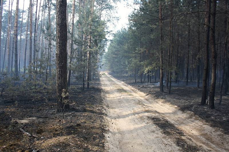 Některé z částí lesa u Bzence-Přívozu jsou již zcela shořelé.