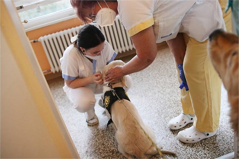 Canisterapeutičtí psi zvedli náladu personálu Nemocnice Kyjov.