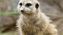 Snímek s názvem "Královna surikat ". Pokud chcete dát fotografii svůj hlas, můžete tak učinit na Facebooku Zoo Hodonín.