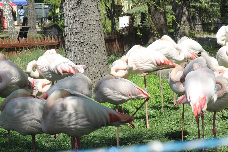 Lidé si mohou po znovuotevření zoologické zahrady prohlédnout zvířata ve venkovních výbězích či voliérách.