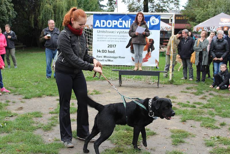 Ve Veselí nad Moravou hledali domov psům z útulků.