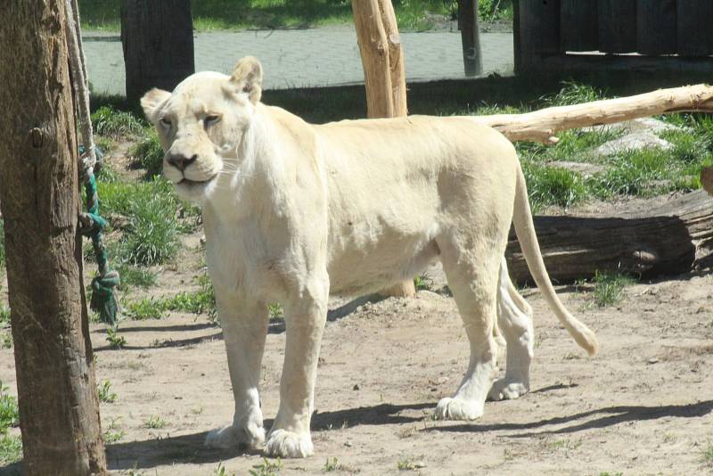 Lidé si mohou po znovuotevření zoologické zahrady prohlédnout zvířata ve venkovních výbězích či voliérách.