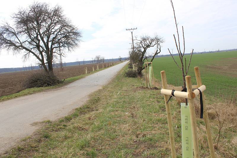 Nová výsadba ve stromořadí na hodonínském Nesytu ve směru na Lužice a Mikulčice.