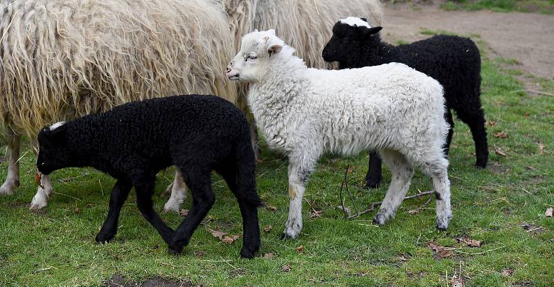 Ovce valašské přivedly na svět v hodonínské zoologické zahradě na jaře čtyři jehňátka.