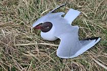 Masivní úhyn racků chechtavých zaznamenali ornitologové na Mutěnických rybnících. Mrtvých nebo umírajících ptáků už je více než dvě stě.