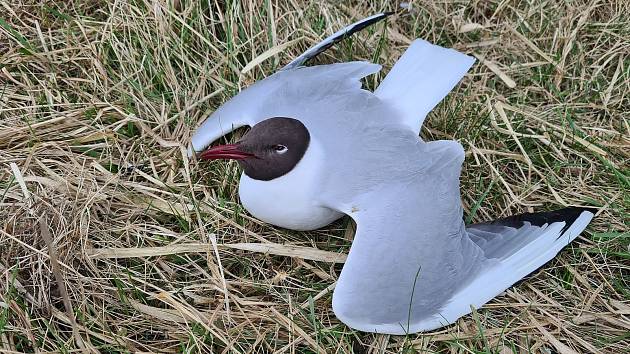 Masivní úhyn racků chechtavých zaznamenali ornitologové na Mutěnických rybnících. Mrtvých nebo umírajících ptáků už je více než dvě stě.