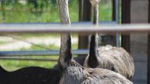 Lidé si mohou po znovuotevření zoologické zahrady prohlédnout zvířata ve venkovních výbězích či voliérách.